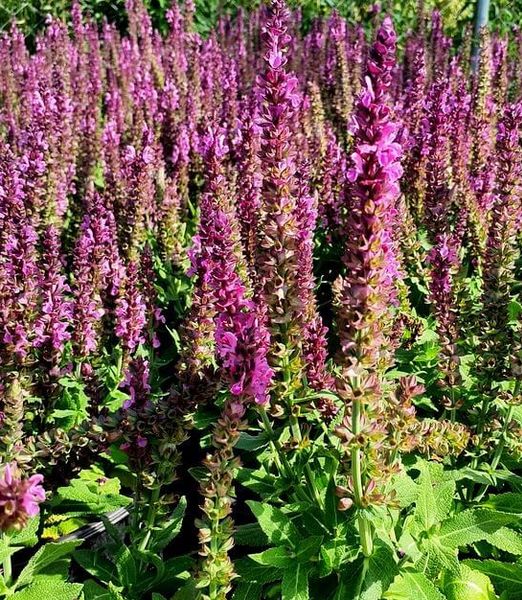 Salvia nemorosa 'Sensation Compact Bright Rose'
